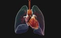 The humanÃ¢â¬â¢s lung and respiratory system.